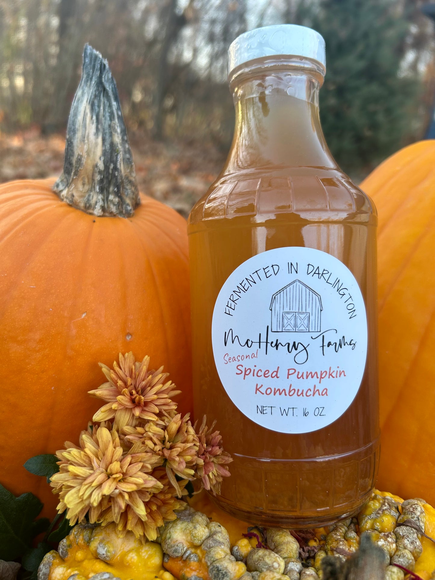 Spiced Pumpkin Kombucha