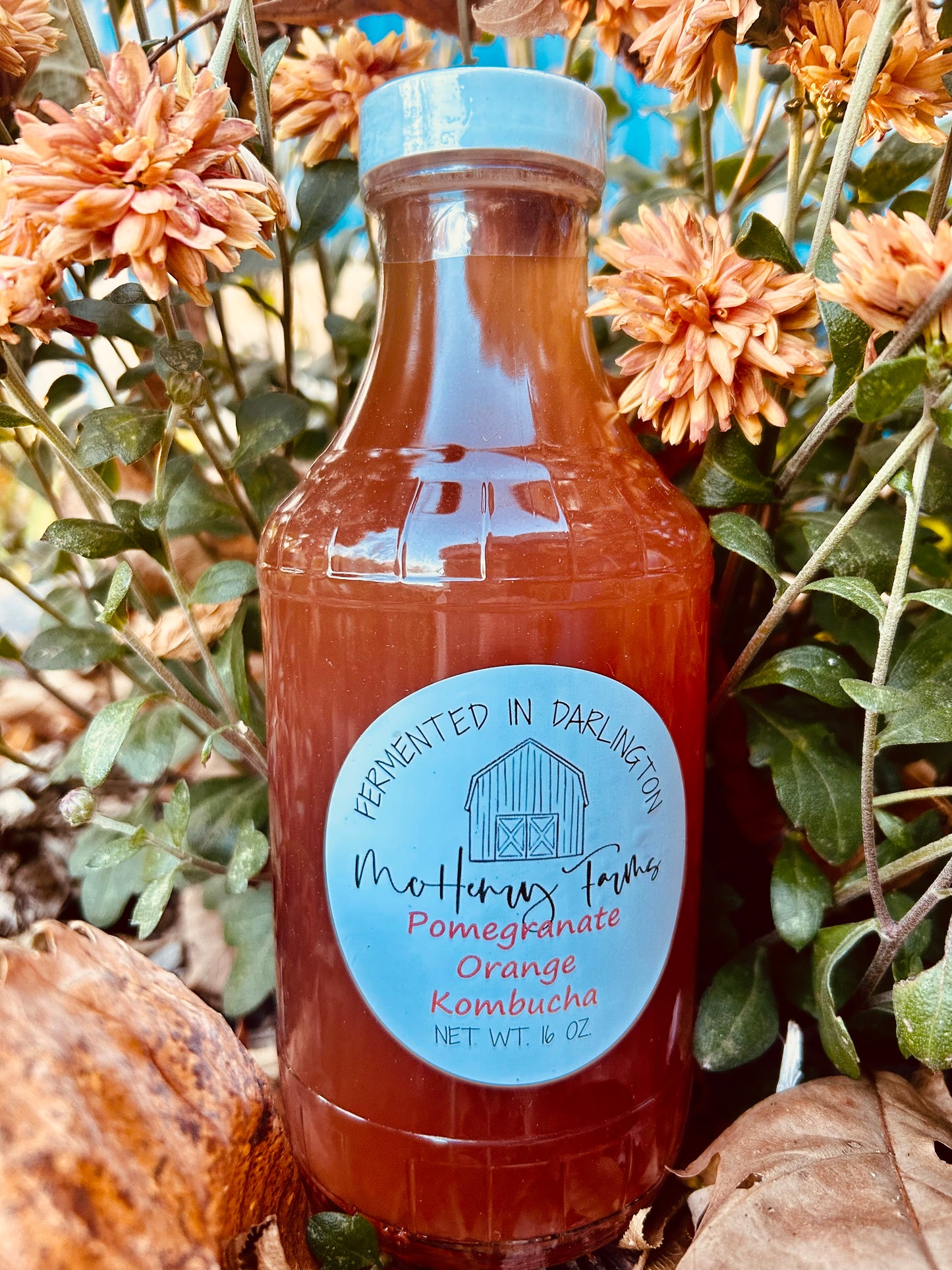 Pomegranate Orange Kombucha