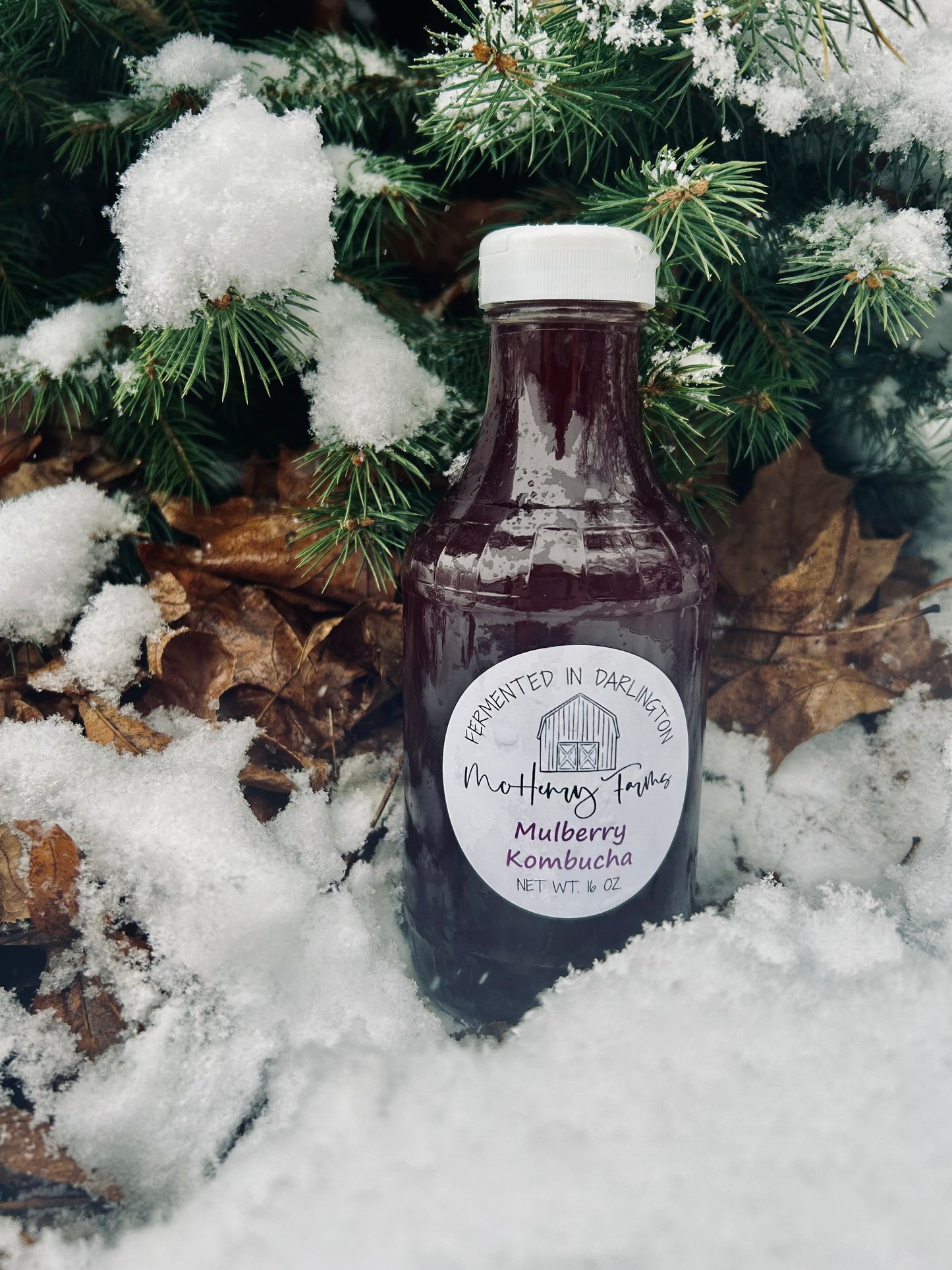Mulberry Kombucha