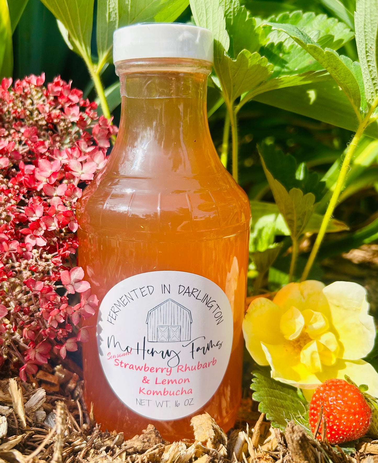 Strawberry Rhubarb Lemon Kombucha