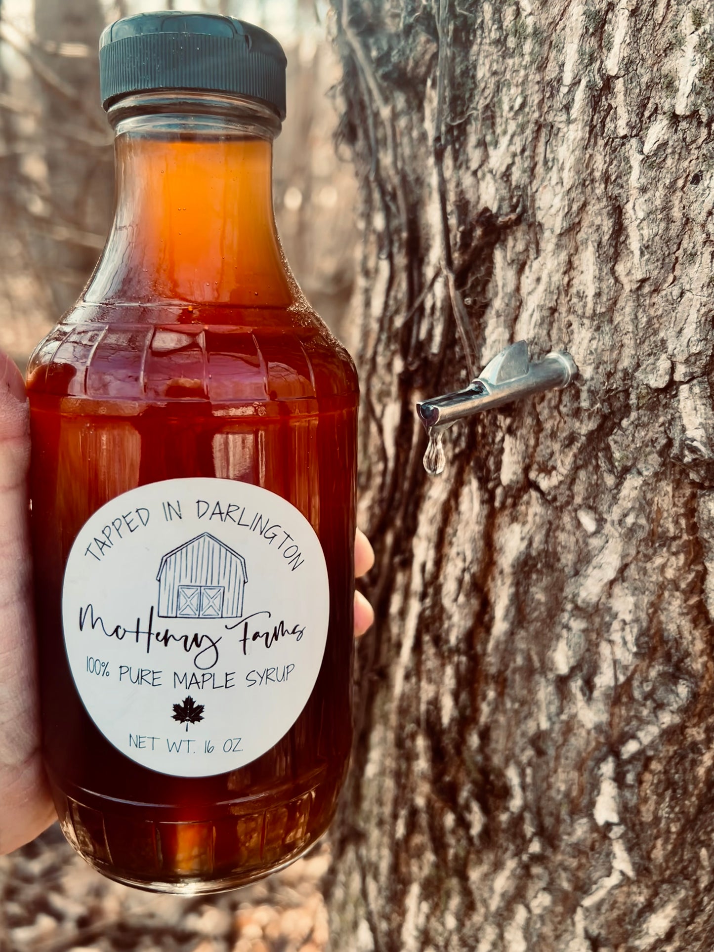 Maple Syrup