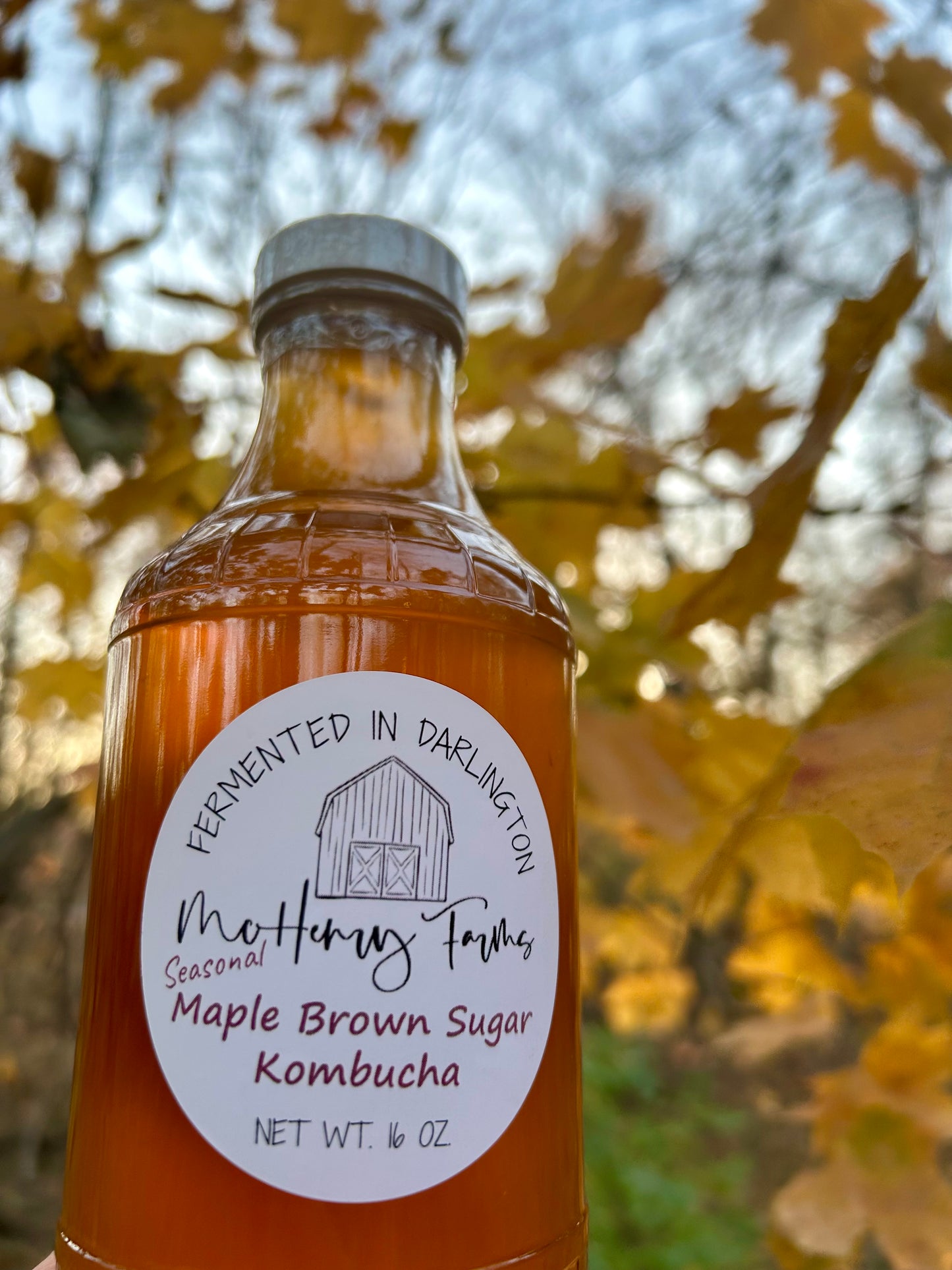 Maple Brown Sugar Kombucha