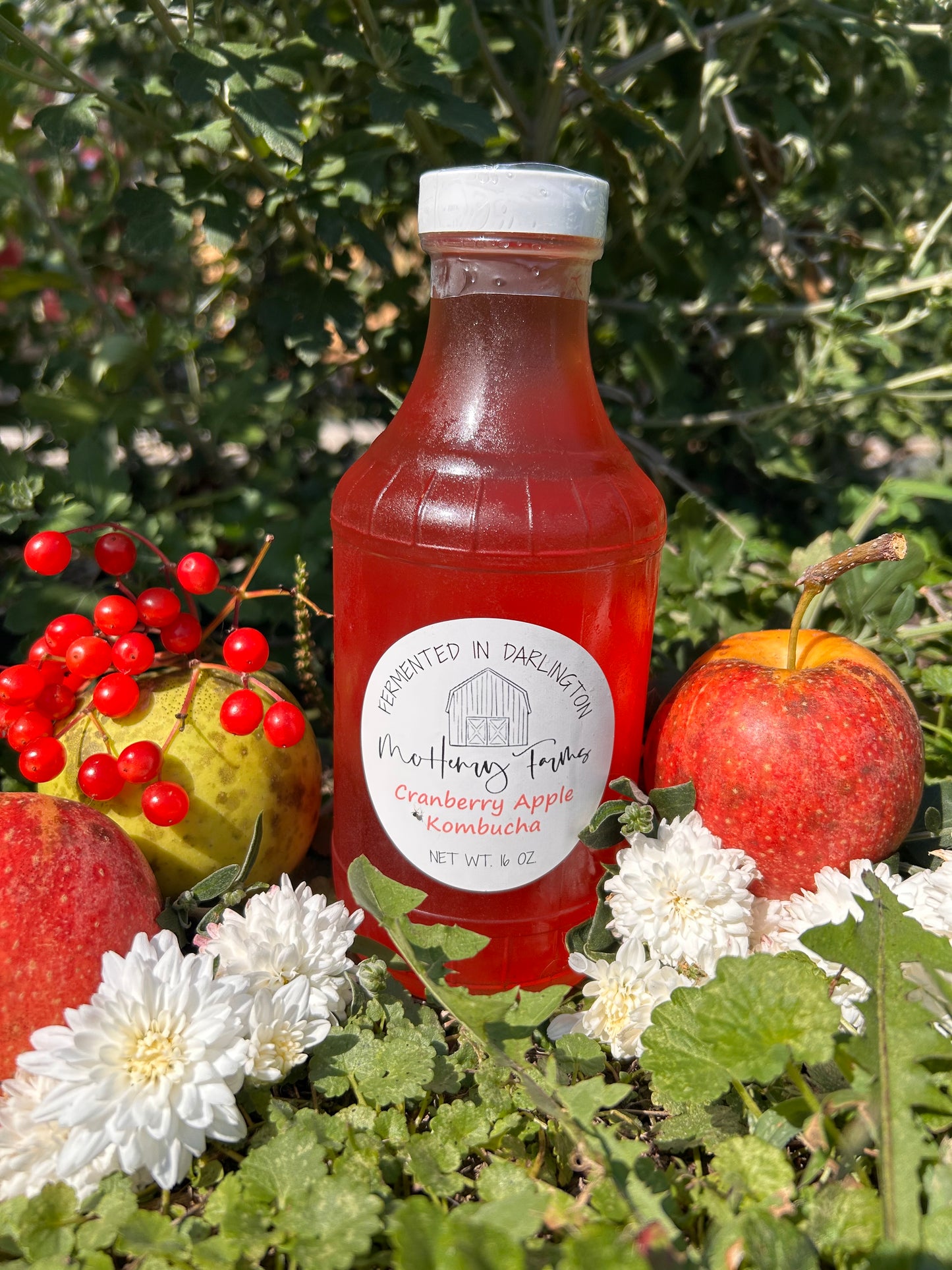 Cranberry Apple Kombucha